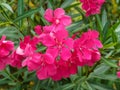 beautiful pink oleander flowers close up in the park. Selective Focus Royalty Free Stock Photo