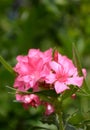 beautiful pink Oleander flowers in the garden Royalty Free Stock Photo