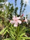 beautiful pink Oleander flowers in the garden Royalty Free Stock Photo