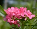 beautiful pink Oleander flowers in the garden Royalty Free Stock Photo