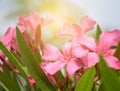 beautiful pink Oleander flowers in the garden Royalty Free Stock Photo