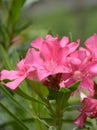 beautiful pink Oleander flowers in the garden Royalty Free Stock Photo