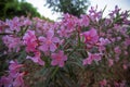 Beautiful pink oleander flowers in a park Royalty Free Stock Photo