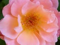 Closeup beautiful pink and orange colored rose flower