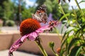 Beautiful pink and orange coneflower with a colorful moth sitting on it in an adobe courtyard - Selective focus