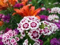 Beautiful pink flowers in the garden Carnation /Dianthus Royalty Free Stock Photo