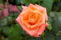 beautiful pink orange rose heads with dew drops, condition after watering flowers in the garden, after rain Royalty Free Stock Photo