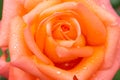 beautiful pink orange rose heads with dew drops, condition after watering flowers in the garden, after rain Royalty Free Stock Photo
