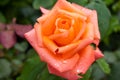beautiful pink orange rose heads with dew drops, condition after watering flowers in the garden, after rain Royalty Free Stock Photo