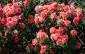 Beautiful pink orange roses Royalty Free Stock Photo