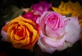 Beautiful pink orange roses close-up picture Royalty Free Stock Photo