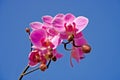 Beautiful pink orchid Royalty Free Stock Photo