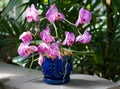 Beautiful pink orchid in a blue pot