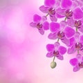 Beautiful pink orchid branch with a branch of pink orchids