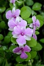 Beautiful pink orchid with drop after rain dew. Royalty Free Stock Photo