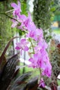 Beautiful pink orchid with drop after rain dew. Royalty Free Stock Photo