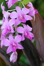 Beautiful pink orchid with drop after rain dew. Royalty Free Stock Photo