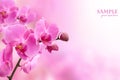 Beautiful pink orchid flower Royalty Free Stock Photo