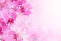 Beautiful pink orchid flower Royalty Free Stock Photo