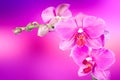 Beautiful pink orchid flower Royalty Free Stock Photo