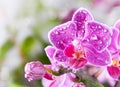 Beautiful pink orchid flower Royalty Free Stock Photo