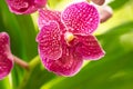 Beautiful Pink Orchid Flower In Bloom Royalty Free Stock Photo