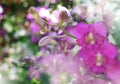 Beautiful pink orchid flower bouquet with blurry background Royalty Free Stock Photo