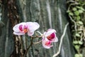 Beautiful pink orchid flower branche
