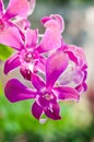 The beautiful pink orchid flower