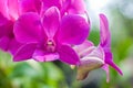 The beautiful pink orchid flower