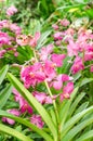 Beautiful of pink orchid flower Royalty Free Stock Photo
