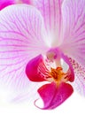 Beautiful Pink Orchid Flower Isolated on the White Background Royalty Free Stock Photo