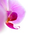 Beautiful Pink Orchid Flower Isolated on the White Background Royalty Free Stock Photo