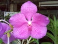 Beautiful pink orchid flower thailand Royalty Free Stock Photo
