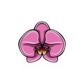 Beautiful pink Orchid. Flower. Vector illustration. Royalty Free Stock Photo