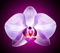 Beautiful Pink Orchid Flower on Violet Background Royalty Free Stock Photo