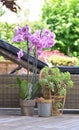 pink orchid in flowerpot on a wooden relaxing terrace
