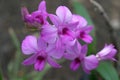 Beautiful pink orchid flowers closeup Royalty Free Stock Photo