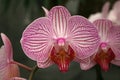 Beautiful pink orchid flowers cluster Royalty Free Stock Photo