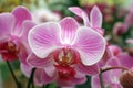 Beautiful pink orchid flowers cluster Royalty Free Stock Photo