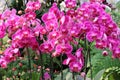 Beautiful pink orchid flowers in the garden