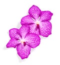 Pink orchid flowers isolated on white background Royalty Free Stock Photo