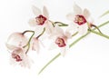 Beautiful pink orchid flowers over white background Royalty Free Stock Photo