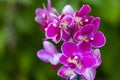 Beautiful pink orchid flowers- phalaenopsis