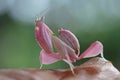 Beautiful Pink Orchid mantis on dry leaves with isolated backgroun