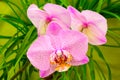 Beautiful pink orchid Royalty Free Stock Photo