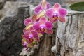 Beautiful pink orchid  - phalaenopsis Royalty Free Stock Photo
