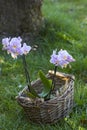 Beautiful pink orchid - phalaenopsis in a basket Royalty Free Stock Photo