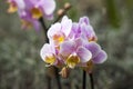 Beautiful pink orchid - phalaenopsis on blurred background Royalty Free Stock Photo
