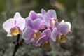 Beautiful pink orchid - phalaenopsis on blurred background Royalty Free Stock Photo